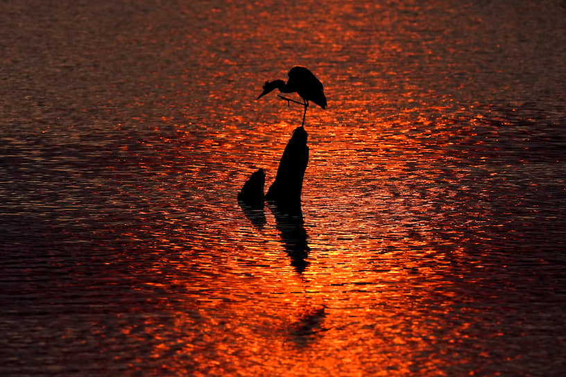 Хилсдейл, штат Канзас, США. Цапля на озере в лучах рассветного солнца