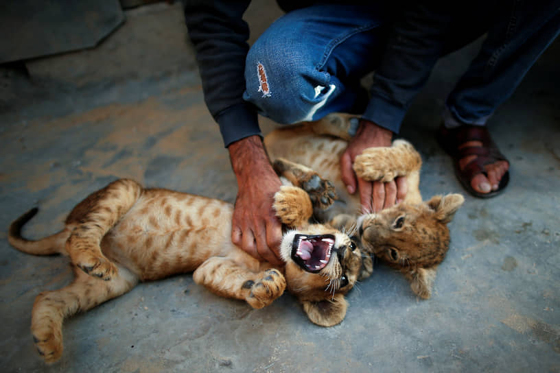 Хан-Юнис, Палестина. Мужчина играет с львятами, которых он купил в местном зоопарке 