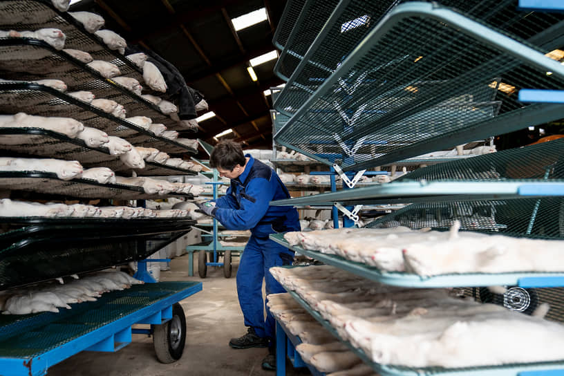 Дания считается крупнейшим в Европе производителем меха норки, в стране работают 1139 норковых ферм