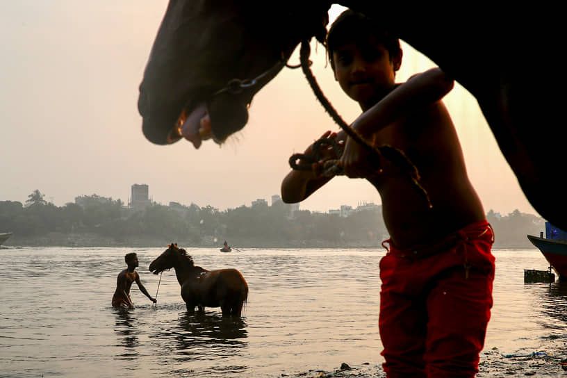 Дакка, Бангладеш. Купание лошадей в реке 