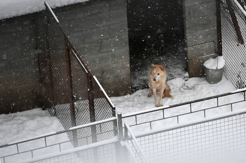 Заметенный снегопадом приют для собак 