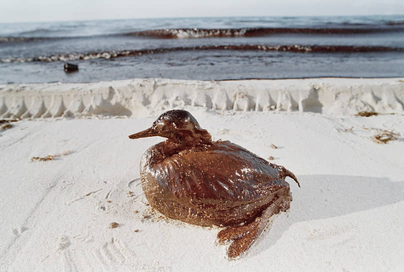 В результате разлива нефти было поражено около 600 км береговой линии, погибло 80% поголовья скота Кувейта
&lt;br>На фото: отравленная нефтью чомга на берегу Персидского залива, полуостров Абу-Али, Саудовская Аравия