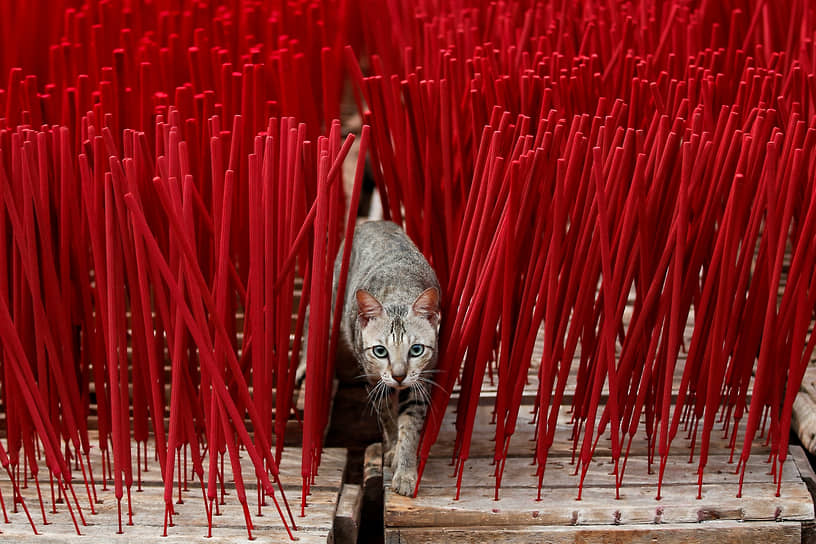 Тангеранг, Индонезия. Кошка ходит рядом с ароматическими палочками с ладаном
