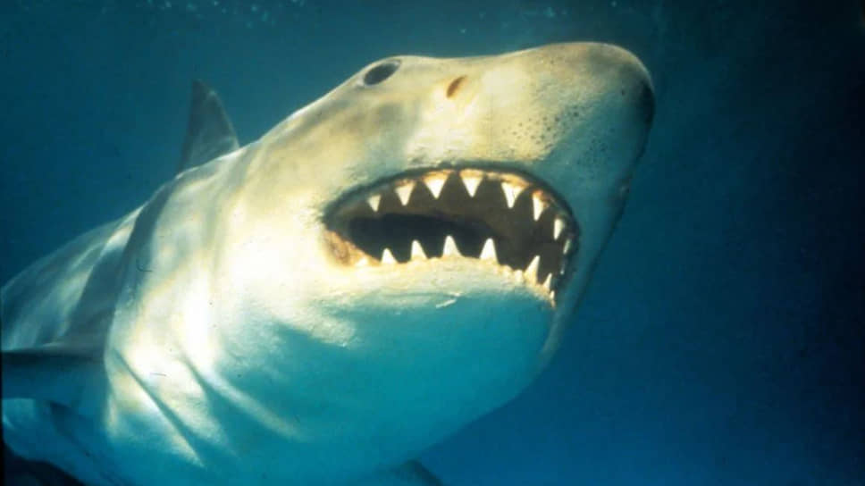 Почему акулам грозит вымирание