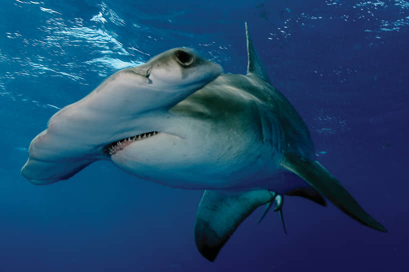 Бронзовая акула-молот. В опубликованном в декабре 2020 года докладе организации Endangered Species Coalition этот вид вошел в число 10 видов животных, которым наносит наибольший ущерб нелегальная торговля ресурсами дикой природы