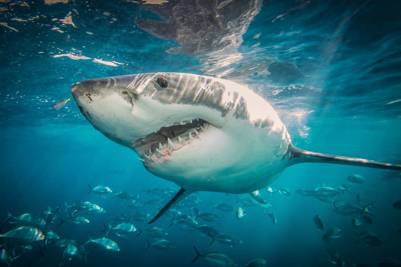 Хотя численность больших белых акул в целом по миру снижалась на протяжении последних 50 лет, в отдельных регионах, например, на атлантическом побережье США, их поголовье стало восстанавливаться благодаря принятым природоохранным мерам