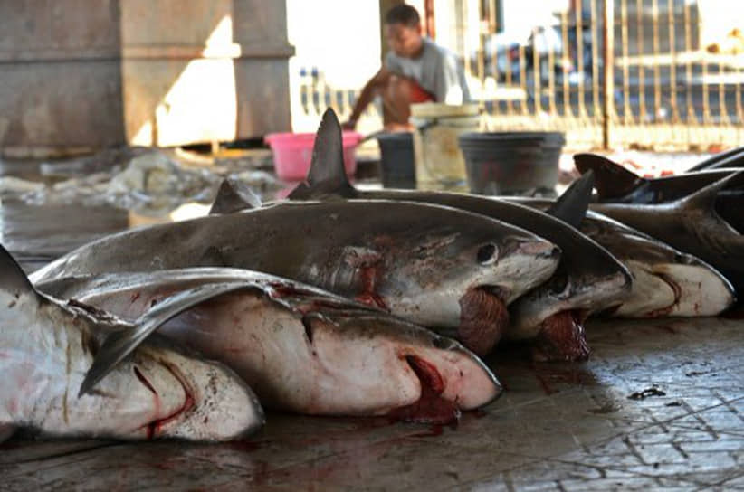 Мировой лидер по вылову акул — Индонезия (по данным Продовольственной и сельскохозяйственной организации ООН, FAO). На фото — «акулий» рынок на индонезийском острове Ломбок. Мясо одной акулы можно на нем купить примерно за $140