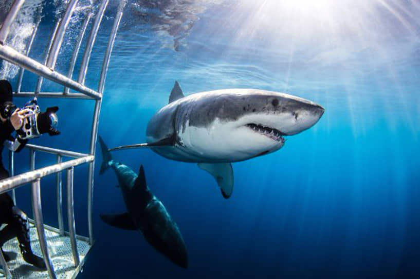 При дайвинге с акулами погружение в металлических клетках обеспечивает максимальную безопасность
