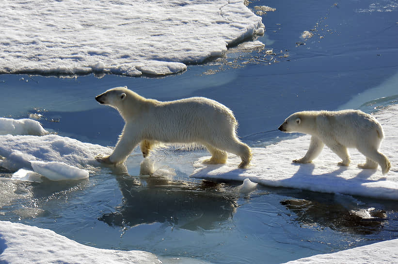 Арктика, Россия. Белые медведи идут по льдинам