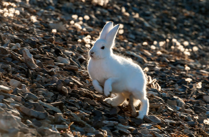 Гренландия, Дания. Заяц бежит по камням