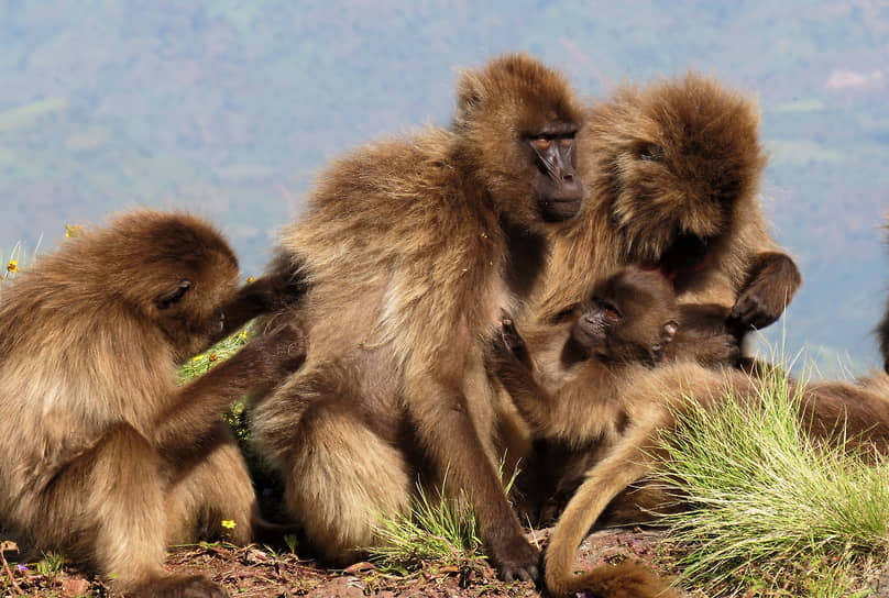 Национальный парк Сымен, Эфиопия. Семейство обезьян гелад