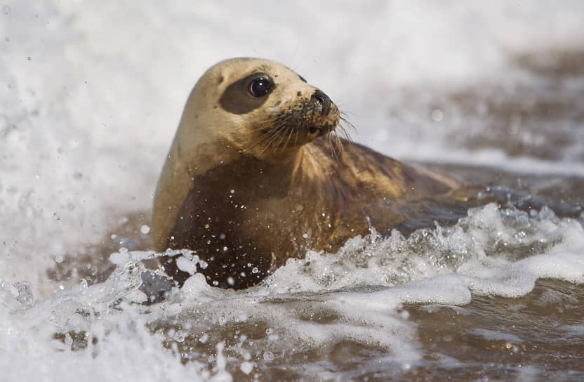 Куршская коса, Россия. Специалисты Калининградского зоопарка выпустили тюленя в Балтийское море
