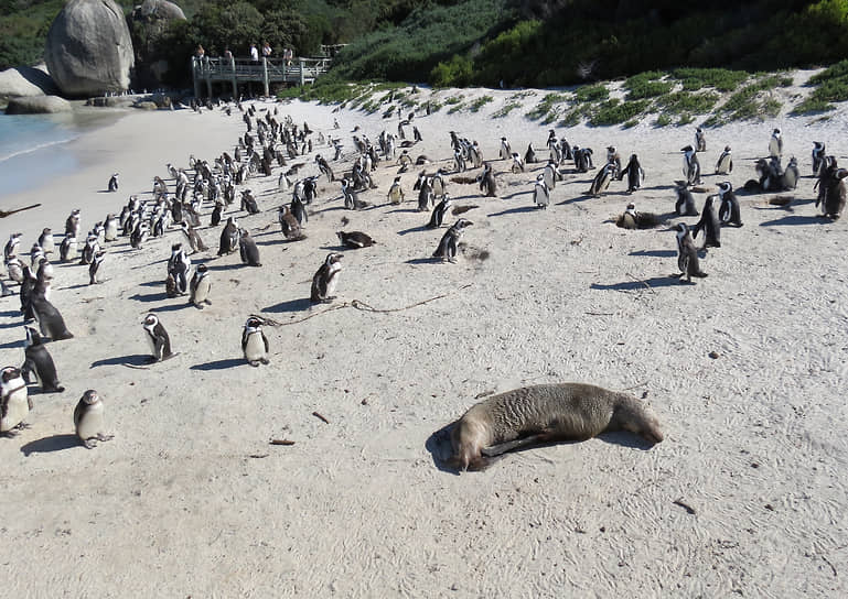 Кейптаун, ЮАР. Пингвины на пляже Боулдерс