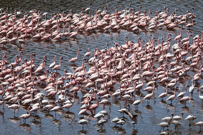Национальный парк Аруша, Танзания. Колония фламинго на озере