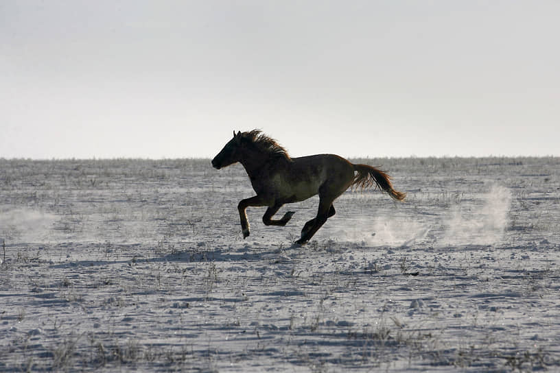 Ростовская область, Россия. Дикая лошадь скачет по замерзшему озеру Маныч-Гудило
