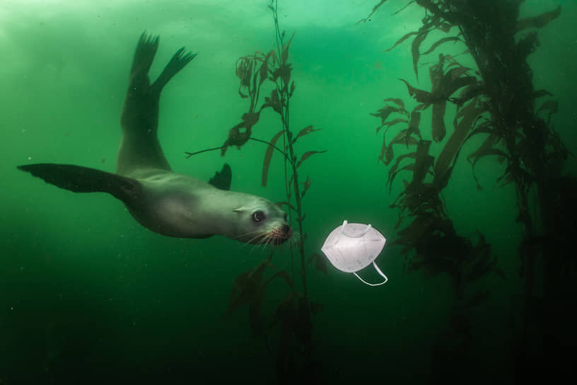 Победителем среди одиночных фотографий в категории «Окружающая среда» стал снимок американца Ральфа Пейса, на котором морской лев плывет возле маски для лица 