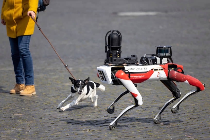 Эрфурт, Германия. Собака бегает на прогулке рядом с роботом