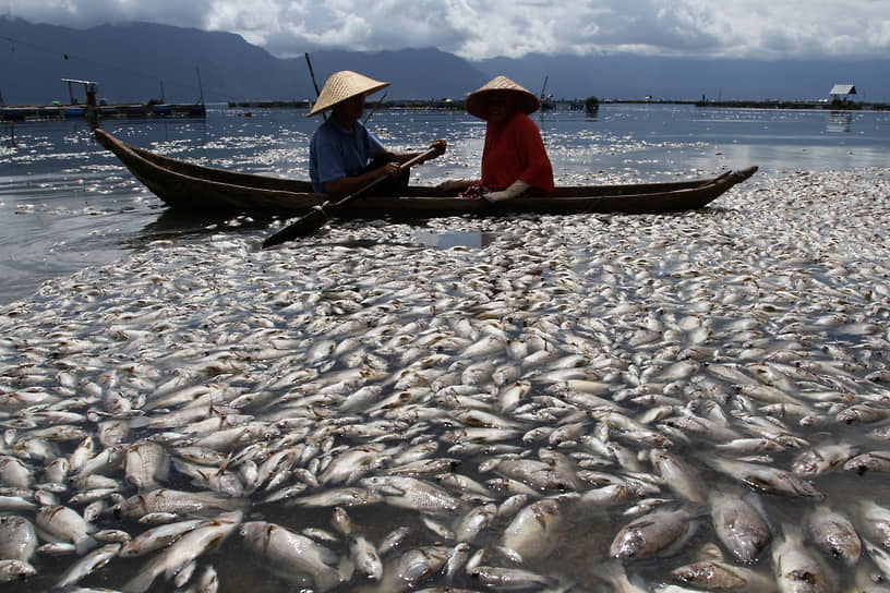 Западная Суматра, Индонезия. Местные жители плывут по озеру среди умерших рыб