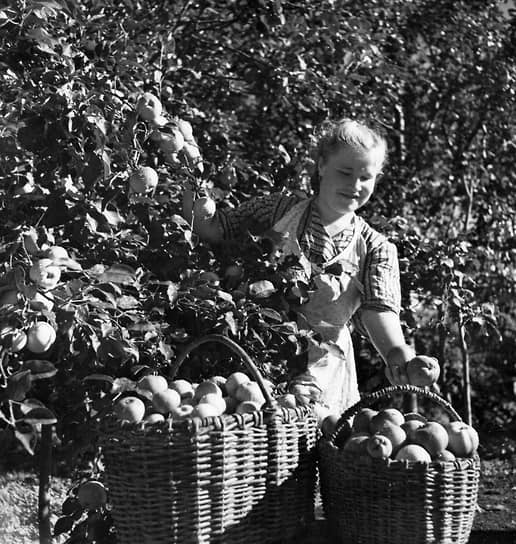 Работница Холмской опытной станции Сахалинского филиала АН СССР А. Мокшина собирает яблоки