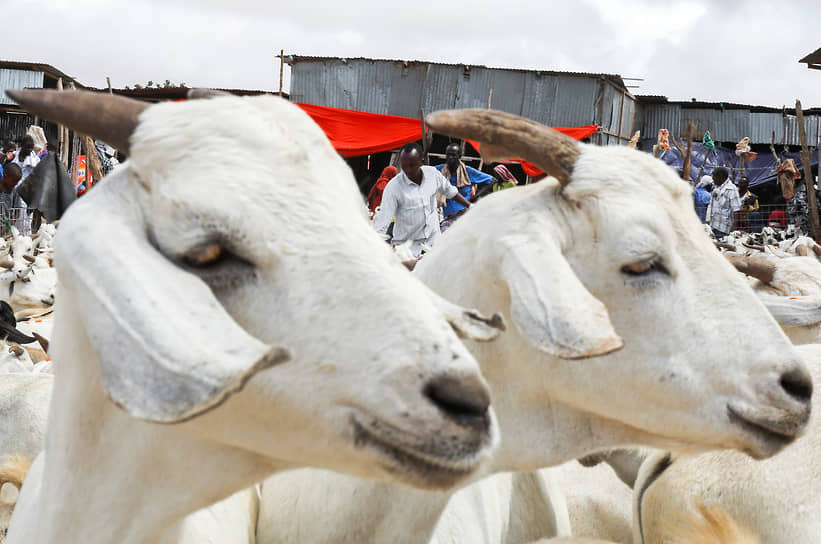 Могадишо, Сомали. Животные, которых планируют принести в жертву на Курбан-байрам