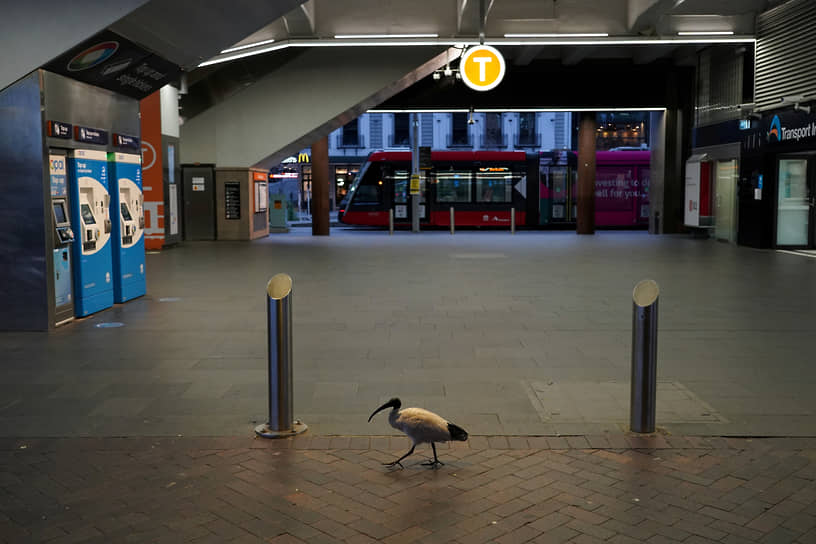 Сидней, Австралия. Птица на железнодорожной станции 