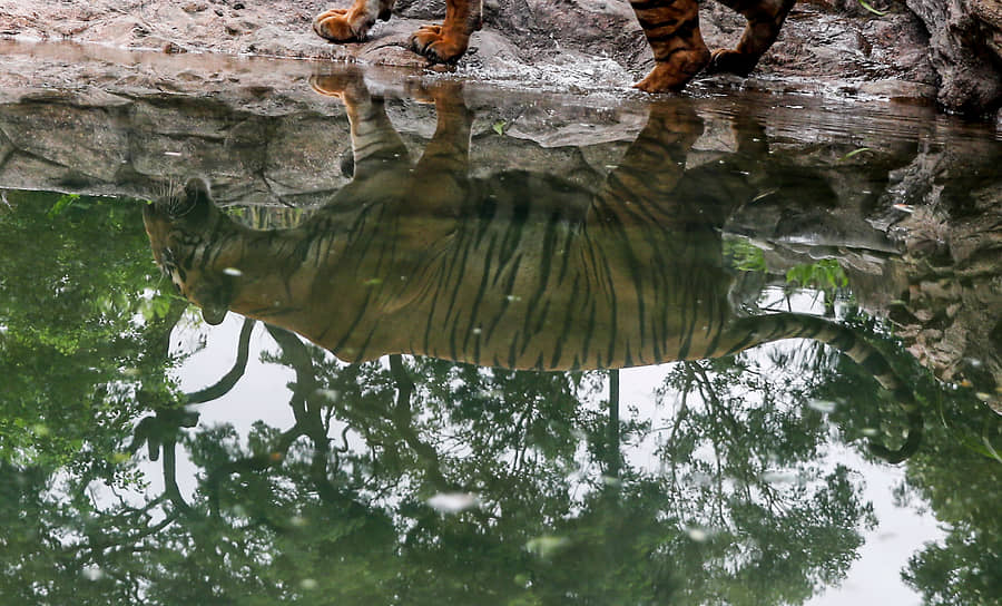 Мумбаи, Индия. Тигр в местном зоопарке