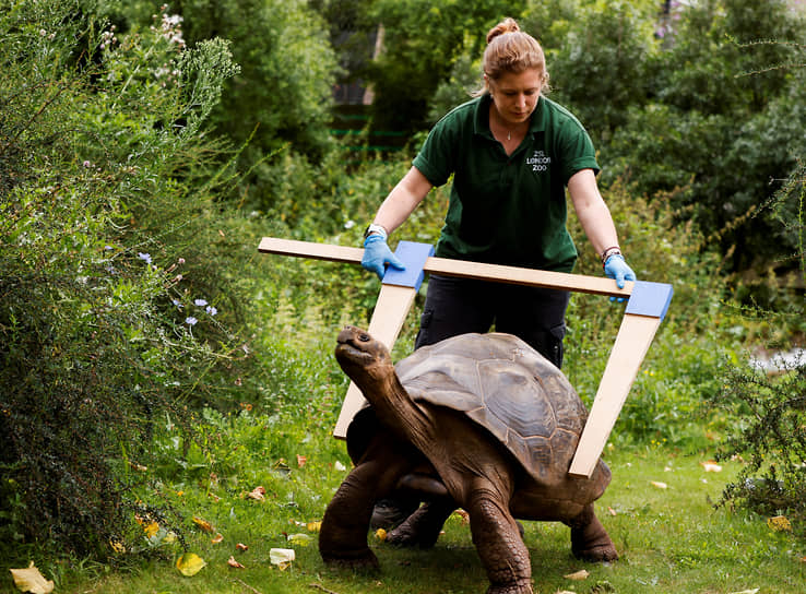 Лондон, Великобритания. Сотрудница зоопарка измеряет панцирь черепахи 