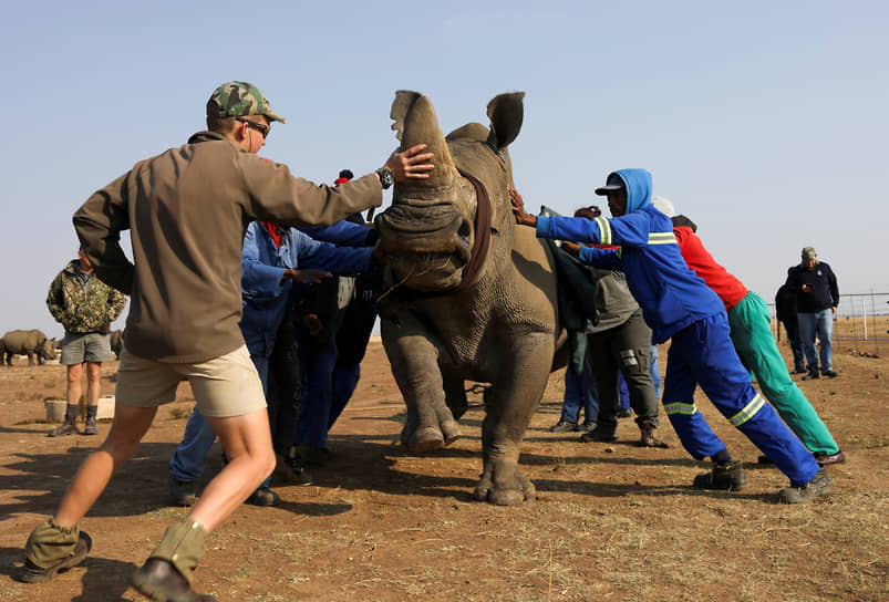 Клерксдорп, ЮАР. Работники заповедника пытаются успокоить носорога 