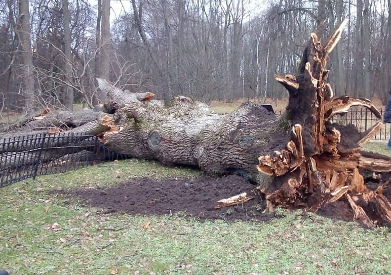 Уничтоженный ураганом дуб в Орловской области 