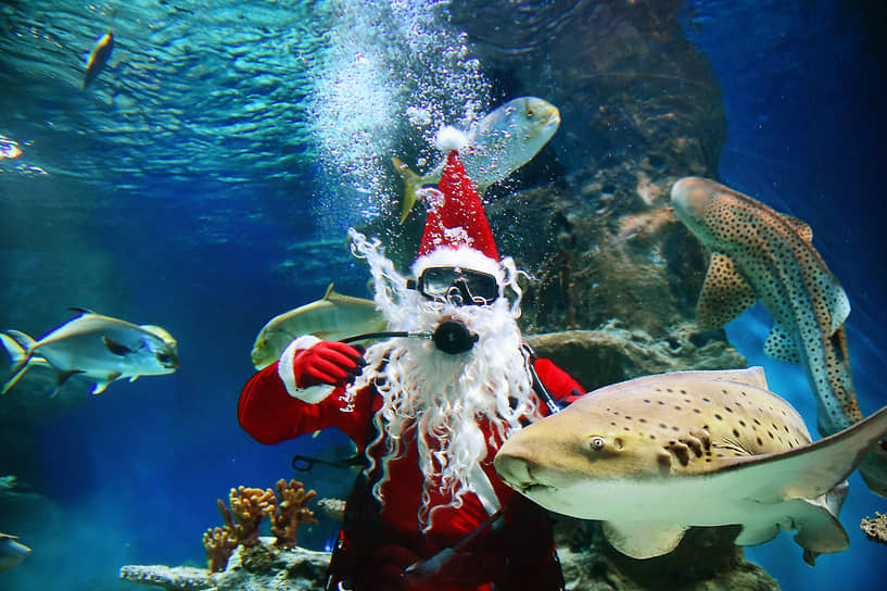 Дайвер в костюме Санта-Клауса кормит рыб в новосибирском Центре океанографии и морской биологии «Дельфиния» 
