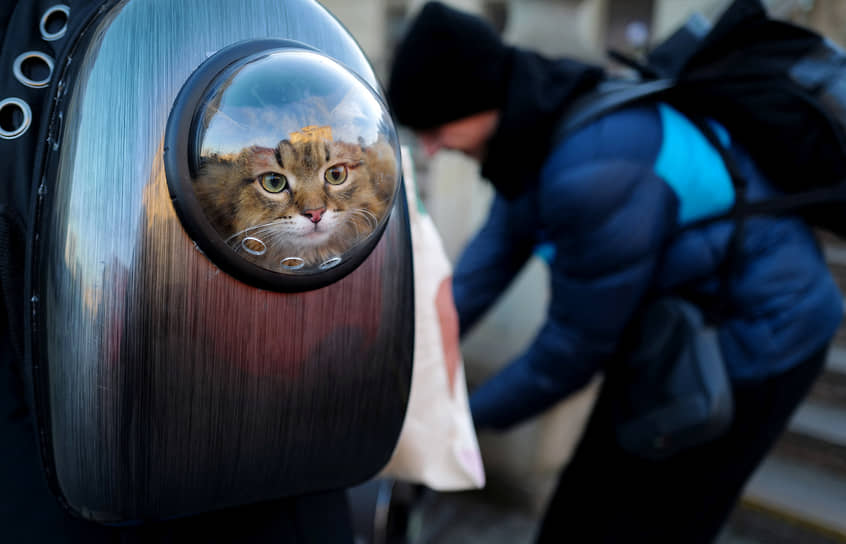 Кошка в переноске на вокзале Львова 