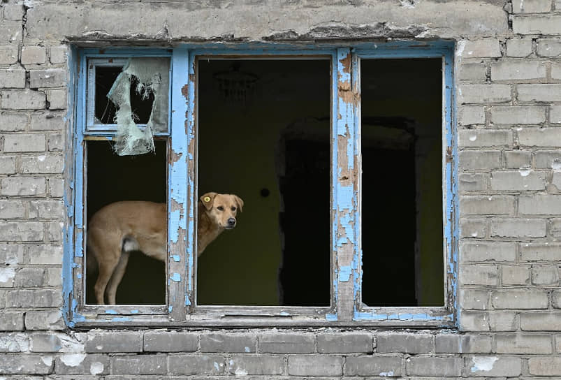 Бродячая собака выглядывает из окна, разбитого при обстреле жилого дома в Авдеевке