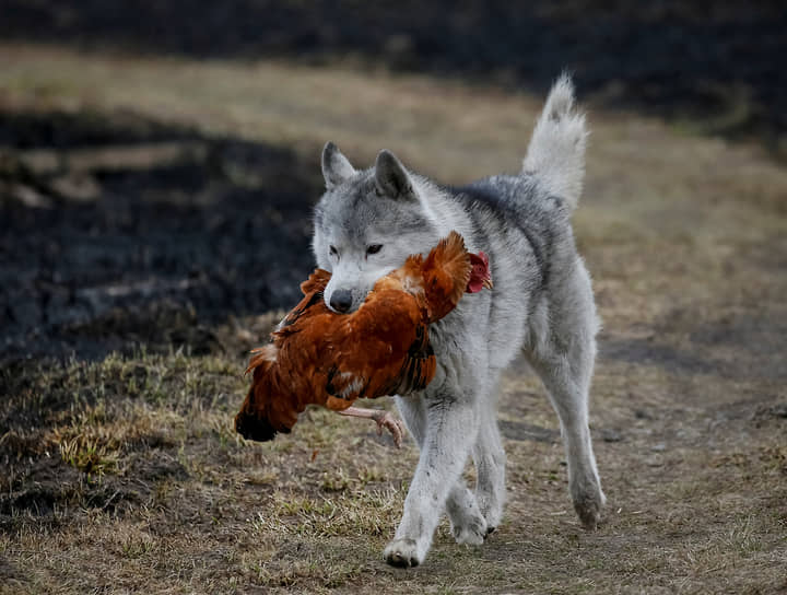 Киевская область, Украина. Собака несет в пасти курицу