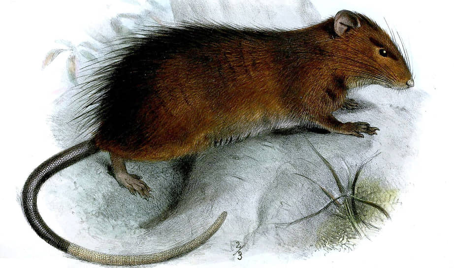 Тушканчиковая мышь Маклеара