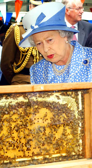У &lt;b>королевы Великобритании Елизаветы II&lt;/b> была собственная пчелиная ферма. Сад Букингемского дворца — дом для четырех итальянских ульев. Пчелы полностью обеспечивают королевскую семью медом