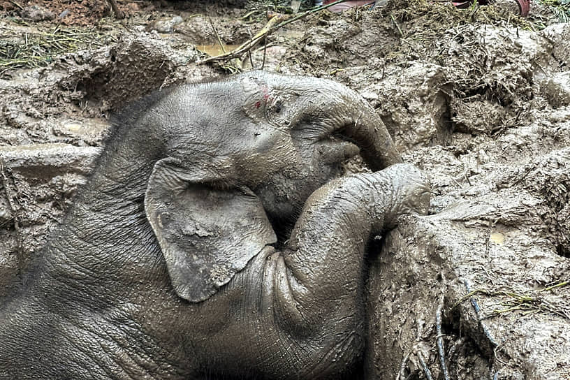 Накхоннайок, Таиланд. Слоненок пытается выбраться из ямы в национальном парке Кхауяй