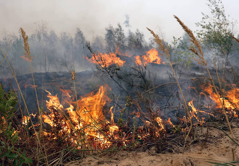 Тушение лесных пожаров в Рязанской области