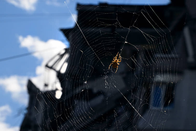 Донецкая область. Паук в паутине на фоне разрушенного после обстрелов жилого дома