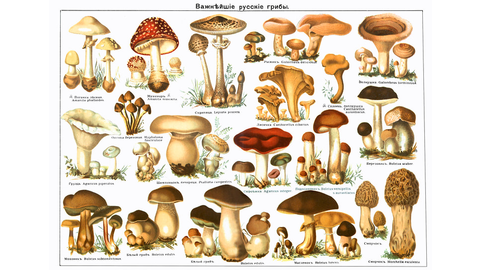 Which Russian mushrooms became class alien in the USSR