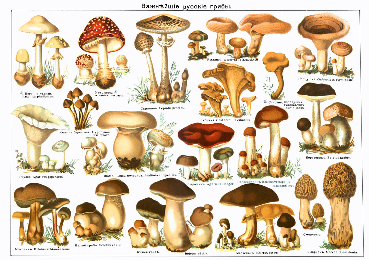 Важнейшие русские грибы