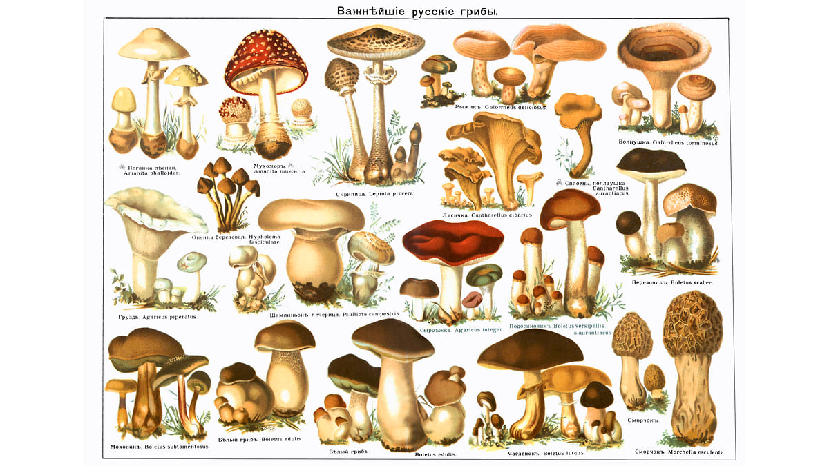 какие грибы для засолки и названием