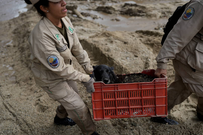 Рейнджеры спасают собаку со сломанной ногой в пригороде Маракая Эль-Кастаньо