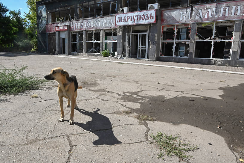 Проблема не в количестве животных, которых привозят из Донецка и Мариуполя в Россию, а в том, что у них много инфекционных заболеваний, не свойственных для нашего региона, уточняет ветеринар Анна Кондратьева. ДНР, сентябрь 2022 года 