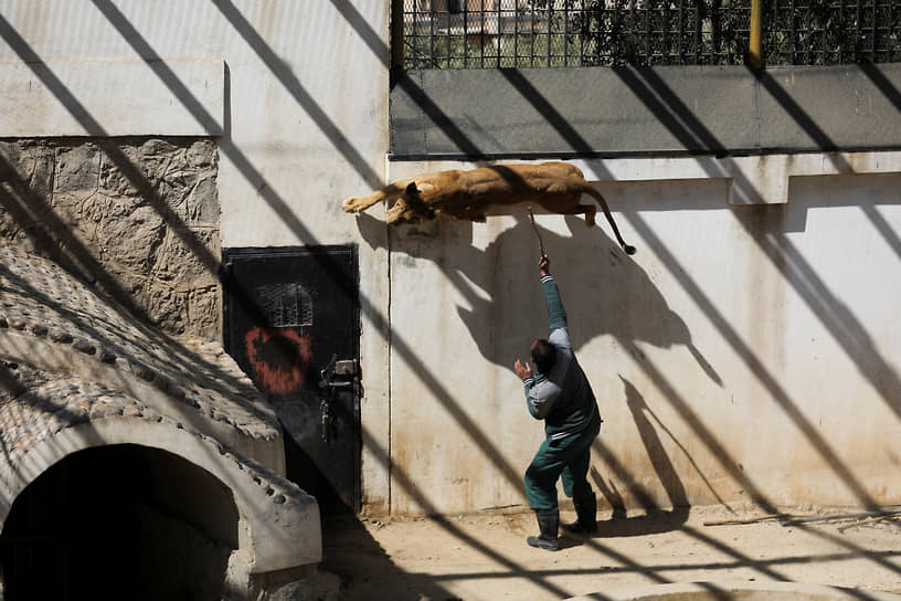 Сана, Йемен. Смотритель зоопарка дразнит львицу