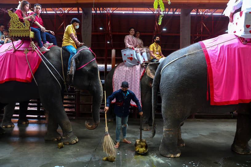 Паттайя, Таиланд. Праздничные катания на слонах в День святого Валентина