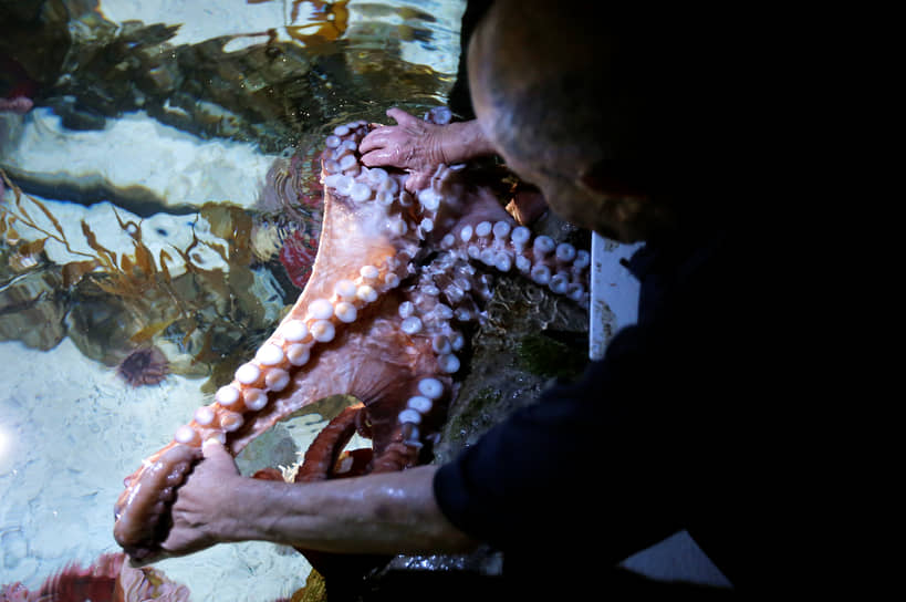 Уилсон Менаши много лет работает волонтером в океанариуме в Бостоне. Менаши, известный как «Заклинатель осьминогов», утверждает, что вступает с осьминогами в глубокий и осмысленный контакт, природу которого не может объяснить