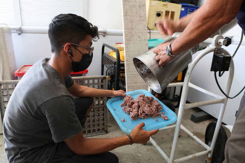 Студент-биолог Эдуардо Гарсиа готовит корм для осьминогов на ферме в Сисале (Мексика)