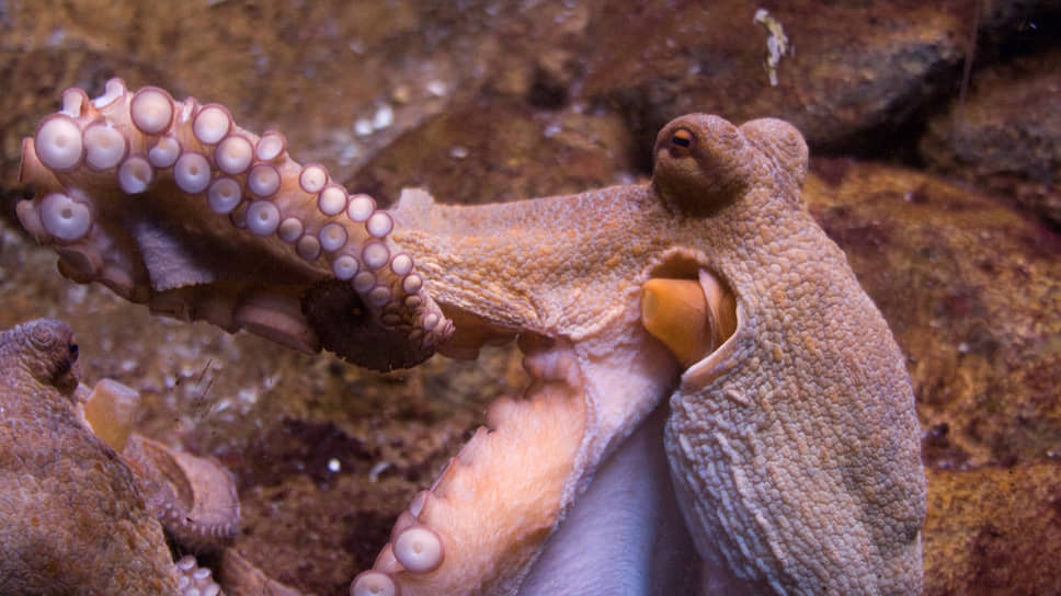 Кто и почему протестует против первой аквафермы осьминогов