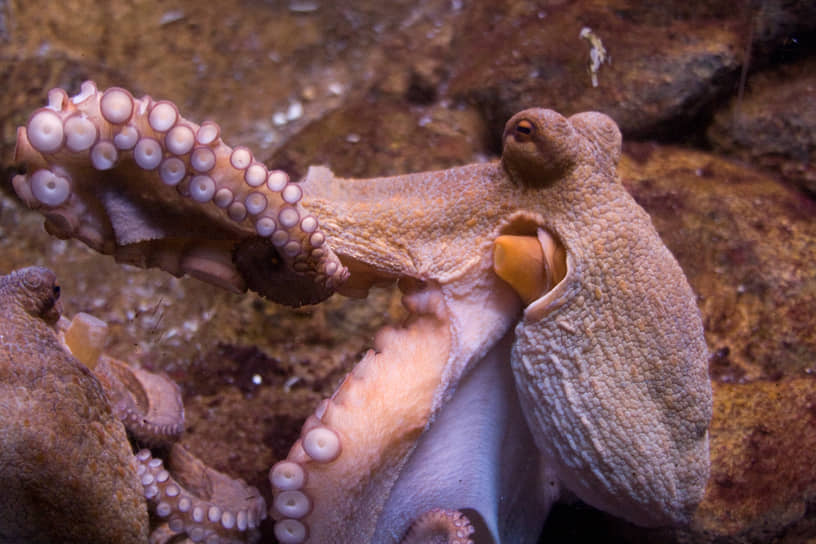 Первая в истории акваферма по выращиванию осьминогов может начать работу уже в этом году. Борцы за права животных пытаются этого не допустить