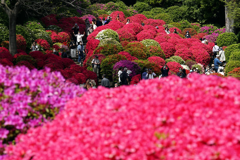 Токио, Япония. Посетители храма Нэдзу среди цветущих азалий